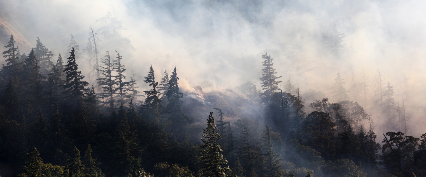 Image of trees and smoke