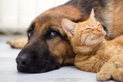 Forms & Permits: Pets & Wildlife - San Mateo County Health Forms & Permits: Pets & Wildlife - San Mateo County Health