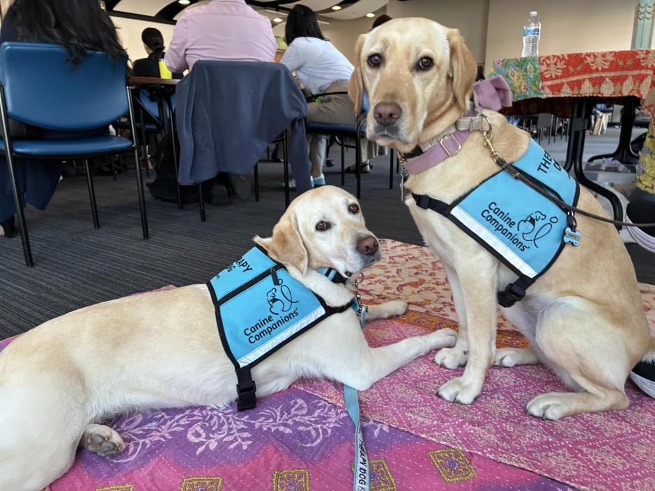 two therpy dogs wearing "canine companions" vests