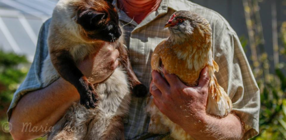 Cat and chicken