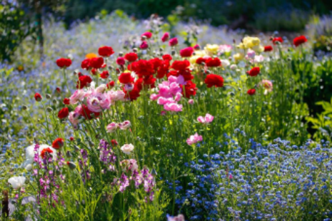 flowers from garden